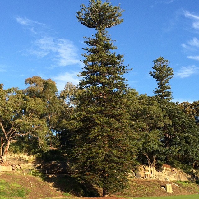 Very strange tree