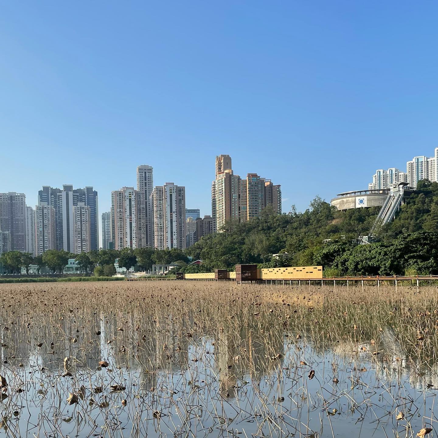 Nice relaxing stroll #wetlandspark #taipa #macau (4)