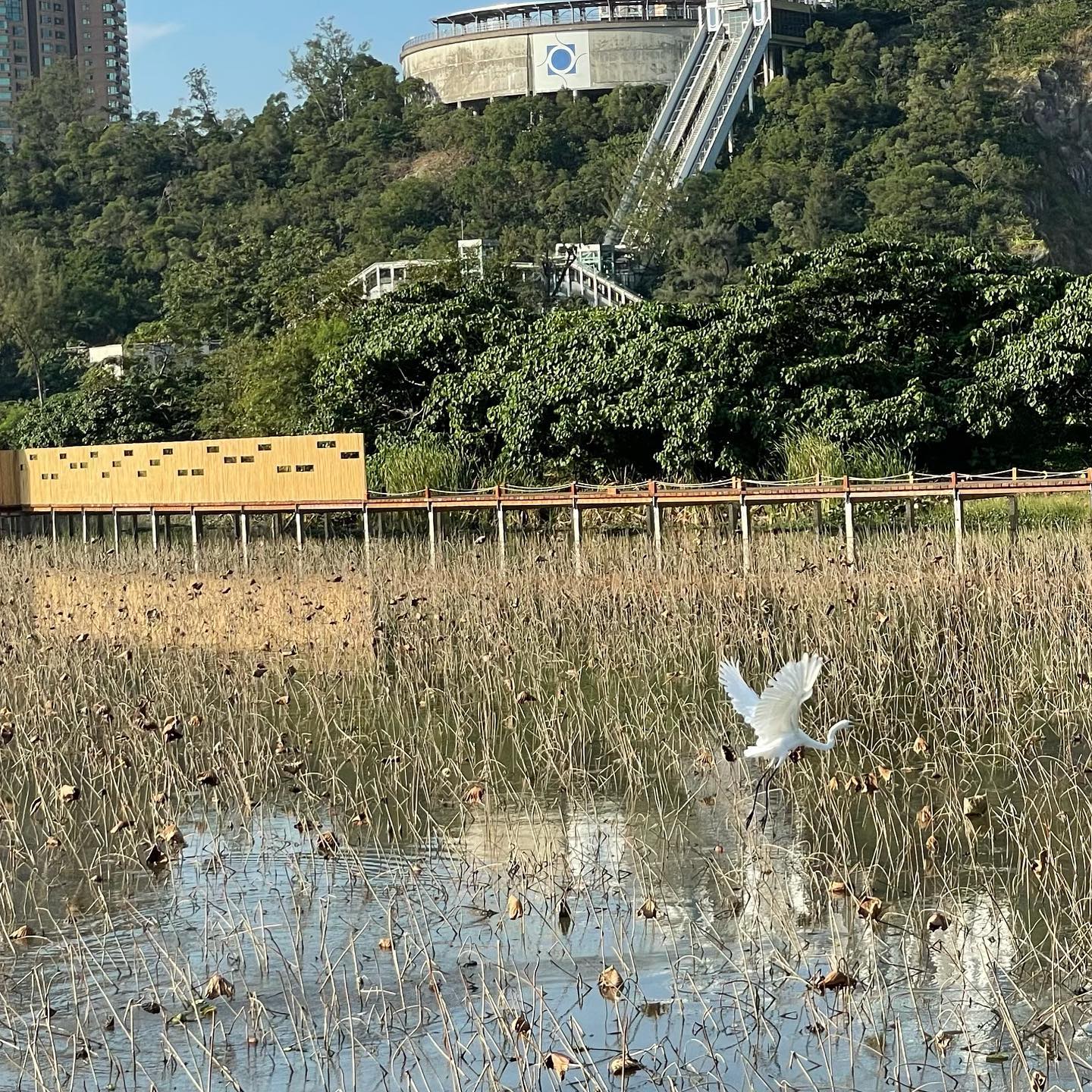 Nice relaxing stroll #wetlandspark #taipa #macau (5)