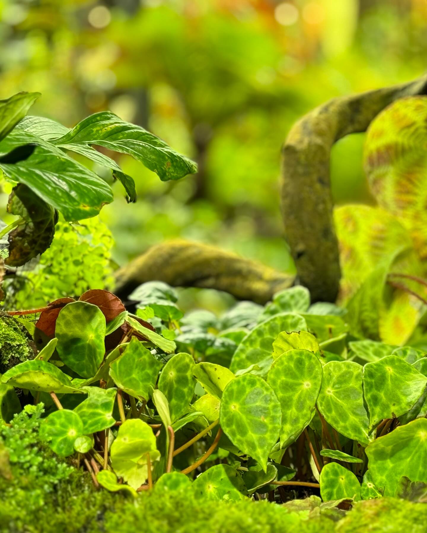 #GardensByTheBay #CloudForest Part 2 (7)