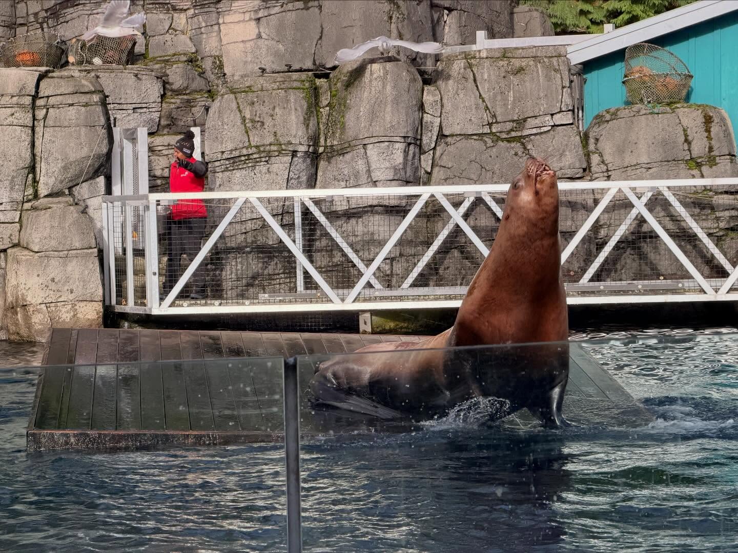 Spent several hours at the #VancouverAquarium. Learnt a lot, especially how to preserve… (4)