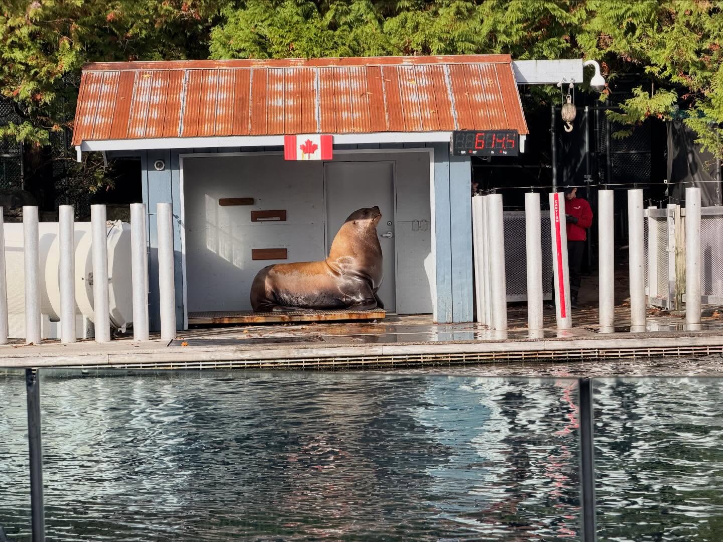 Spent several hours at the #VancouverAquarium. Learnt a lot, especially how to preserve… (5)