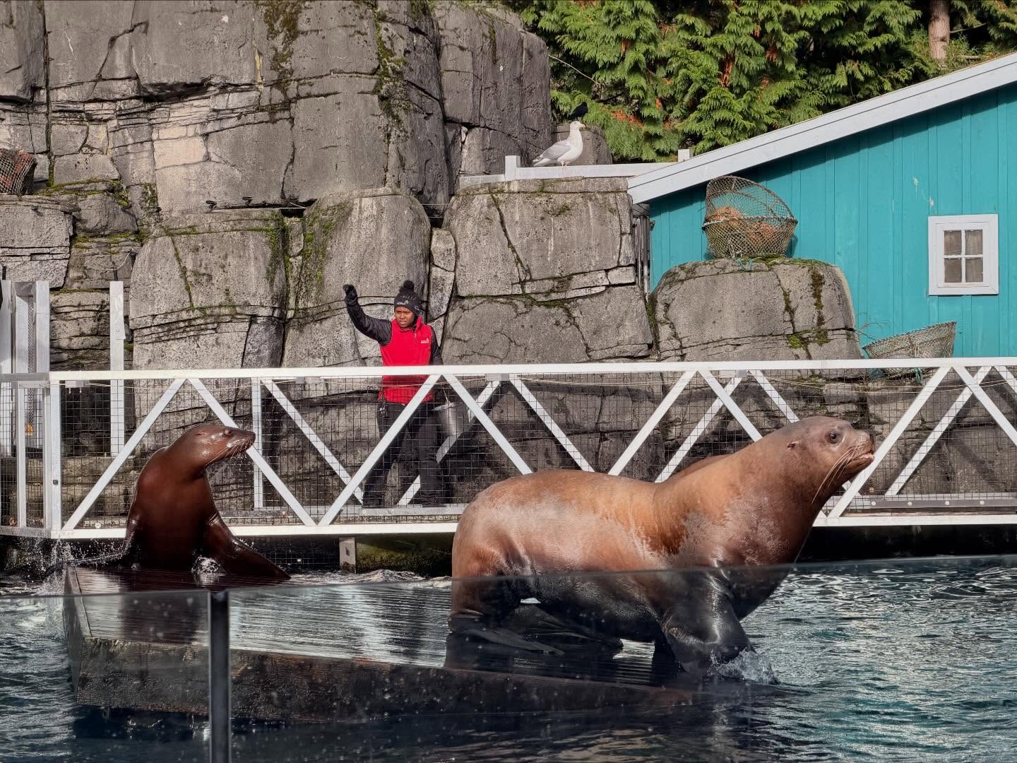 Spent several hours at the #VancouverAquarium. Learnt a lot, especially how to preserve… (6)