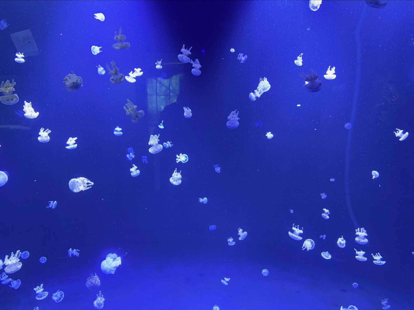 Spent several hours at the #VancouverAquarium. Learnt a lot, especially how to preserve… (11)
