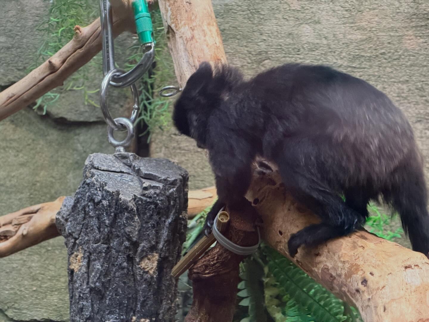 Spent several hours at the #VancouverAquarium. Learnt a lot, especially how to preserve… (16)