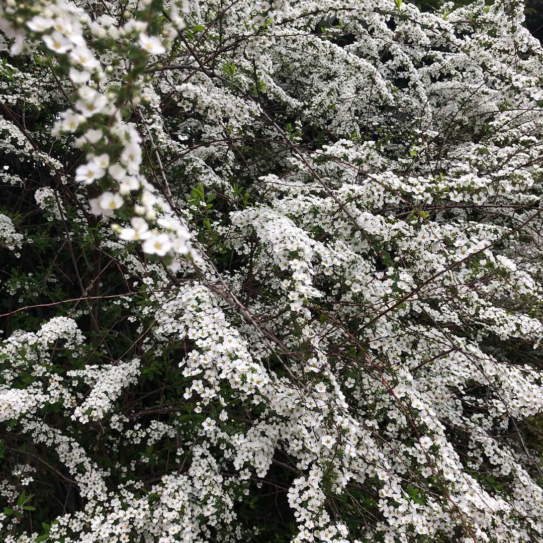 Cherry Blossoms in Tokyo (2)