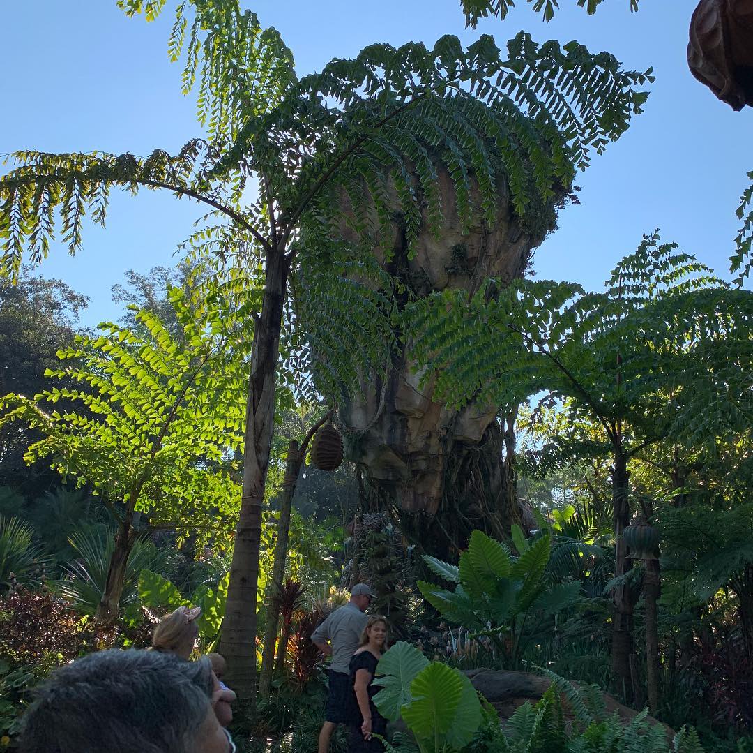 An amazing environment, thanks to Disney’s imagineers (2)