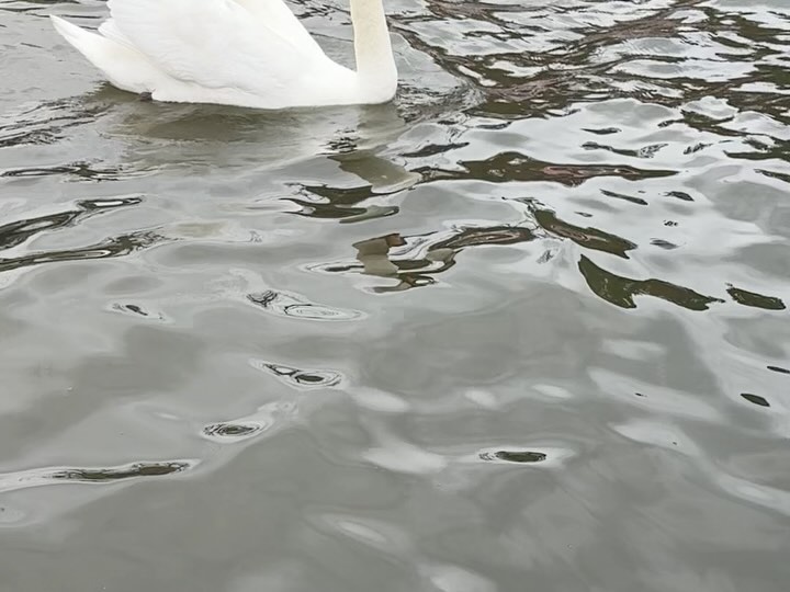 #Swans everywhere #MtFuji #Japan (5)