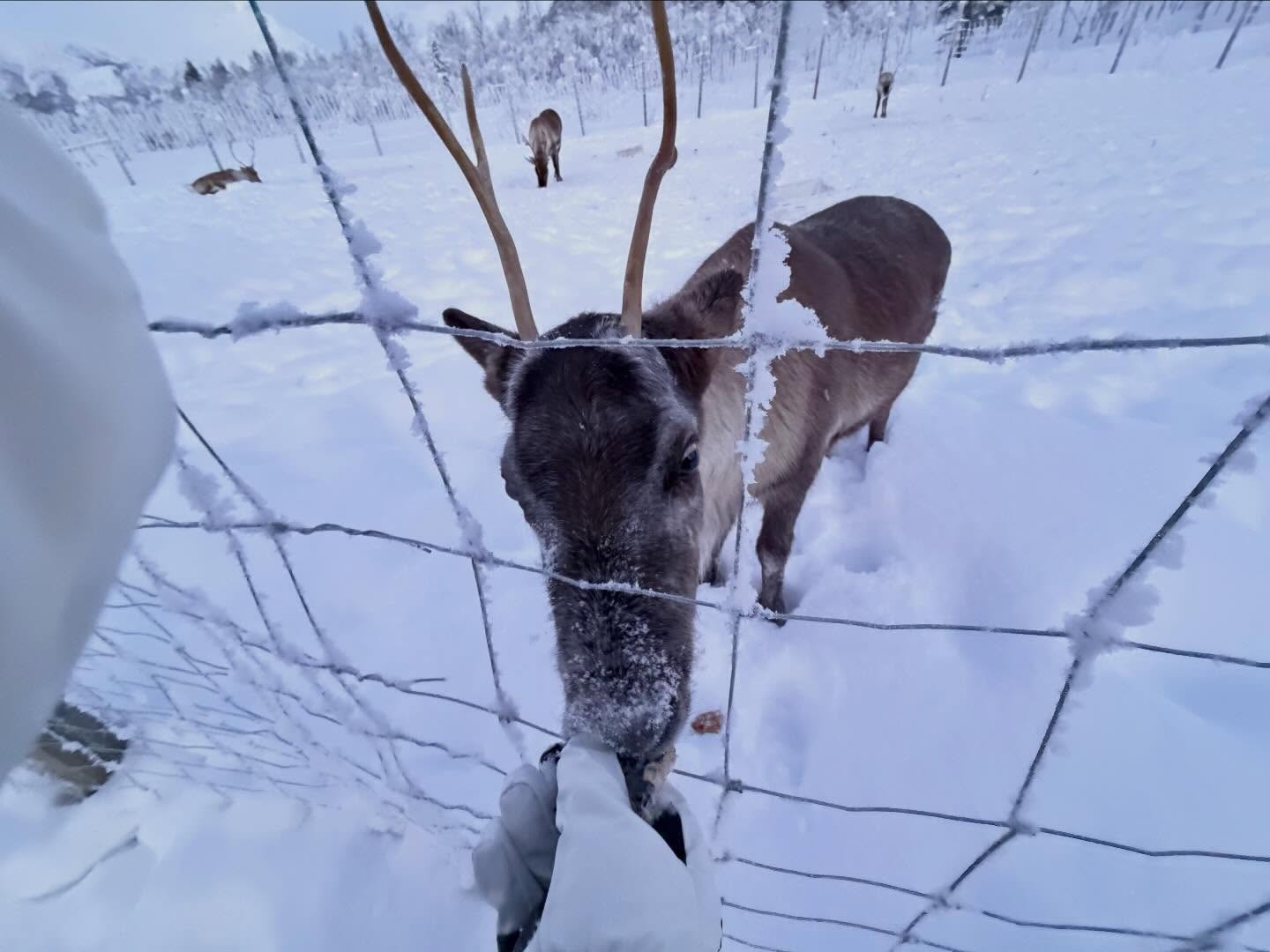 Visiting the Reindeers camptamok Visiting the camptamok (4)