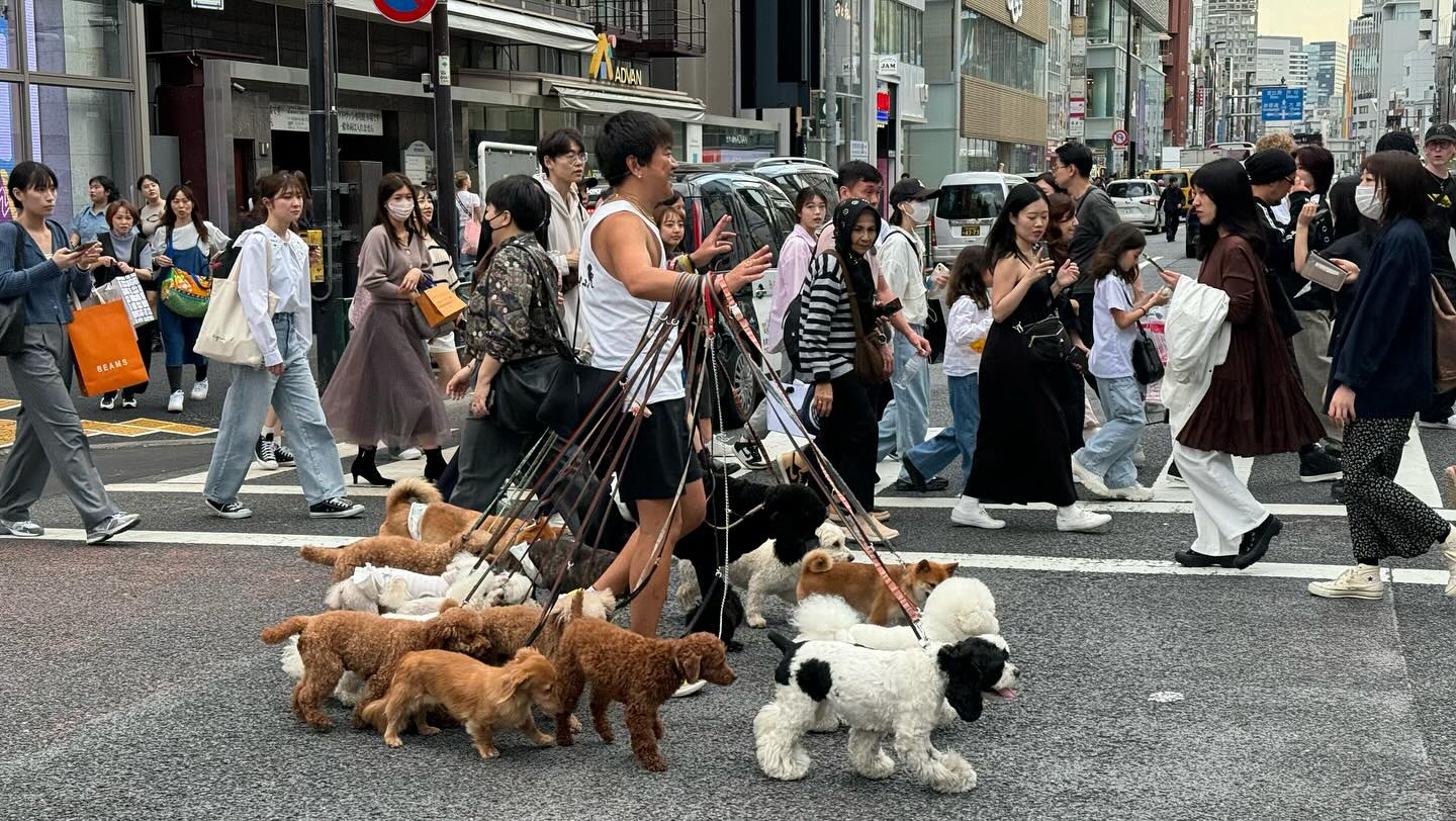 Walk about in #Harajuku stopping by @lukelobster_jp on #CatStreet and checking out… (4)