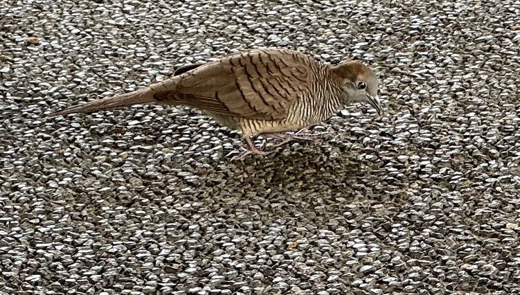 Walk about in #Singapore (4)