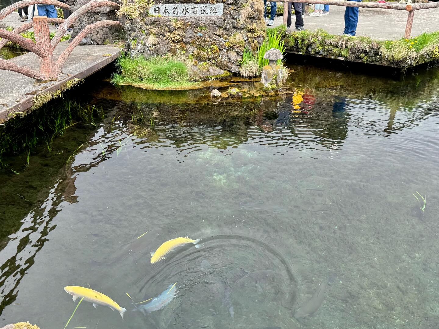 Never seen such clear #springwater in it’s natural habitat #MtFuji #oshinohakkaivillage… (7)